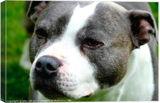 Staffordshire Blue terrier. Canvas Print by john hill