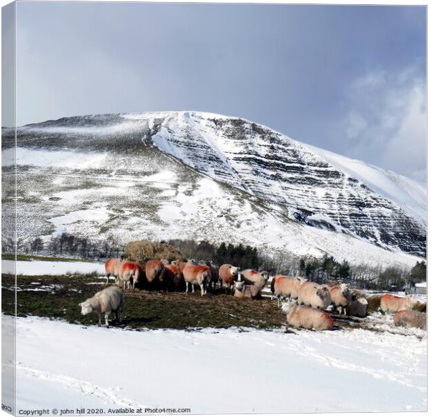 Sheep on 'Mam tor' mountain in Derbyshire. Canvas Print by john hill