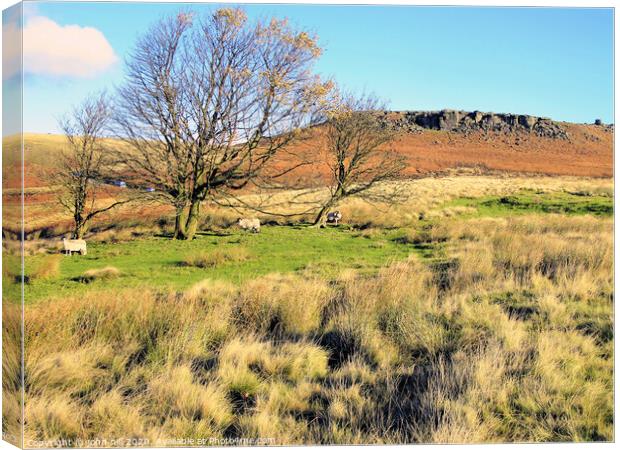 Moorland and Higger Tor in Derbyshire. Canvas Print by john hill