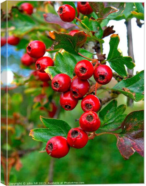 Hawthorne berries in close up. Canvas Print by john hill
