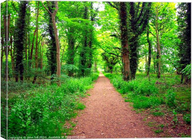 Forest footpath. Canvas Print by john hill
