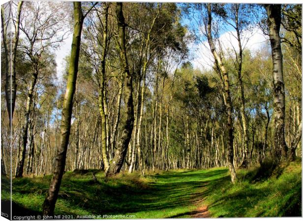 Birch woodland. Canvas Print by john hill