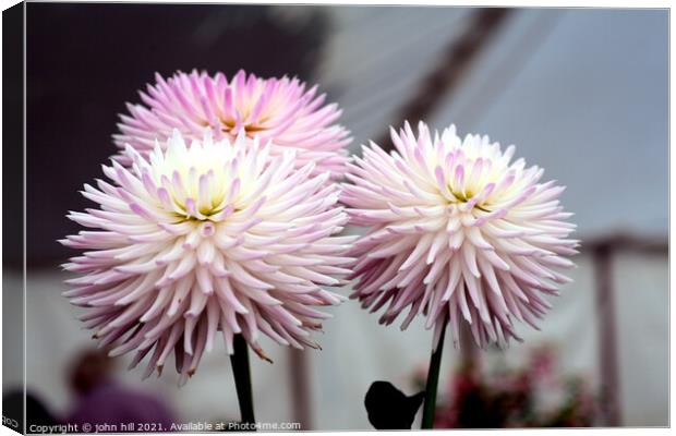 Three Dahlia flower heads Canvas Print by john hill