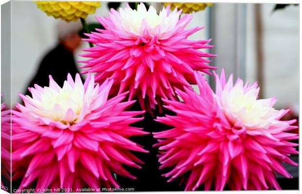 Three pink and white Dahlia flower heads. Canvas Print by john hill