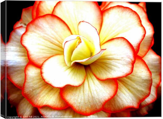 Begonia flower head close-up. Canvas Print by john hill