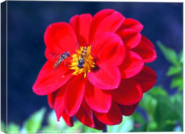 Dahlia (with Hoverflies) Canvas Print by john hill