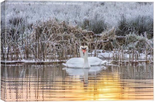 Swan Winter Love Canvas Print by Veronica in the Fens