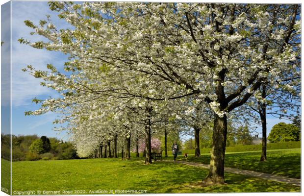 Cherry Tree Spring Blossom  Canvas Print by Bernard Rose Photography