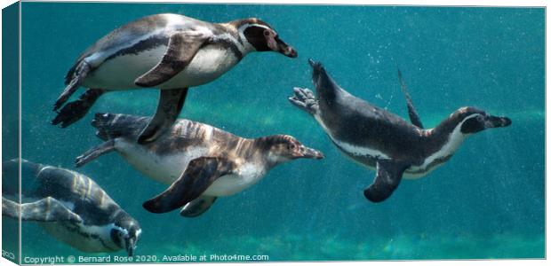Humboldt Penguins at Chester Zoo Canvas Print by Bernard Rose Photography