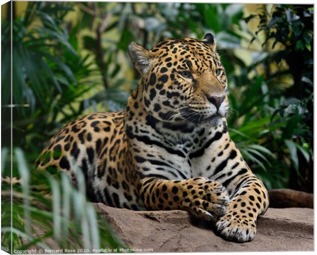 Jaguar Big Cat Canvas Print by Bernard Rose Photography