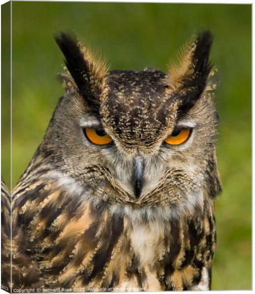 Eagle Owl Canvas Print by Bernard Rose Photography