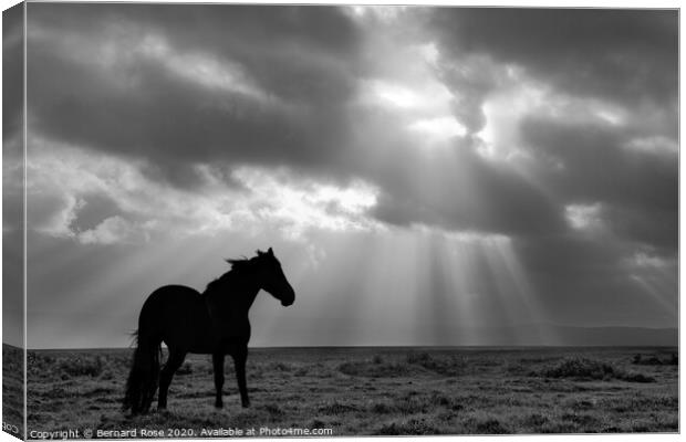 Black Horse on Neston Marsh - Black &amp; White Canvas Print by Bernard Rose Photography