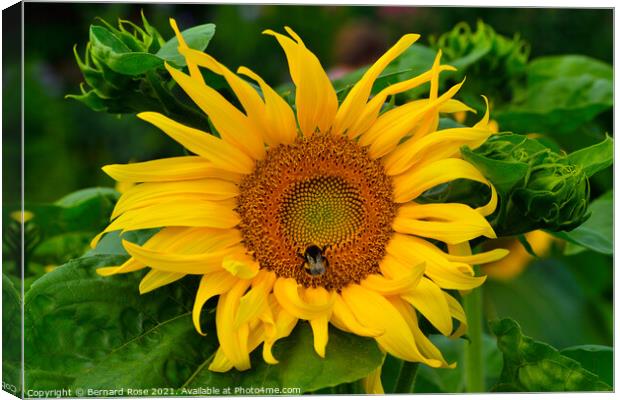 Sunflower and Bee Canvas Print by Bernard Rose Photography