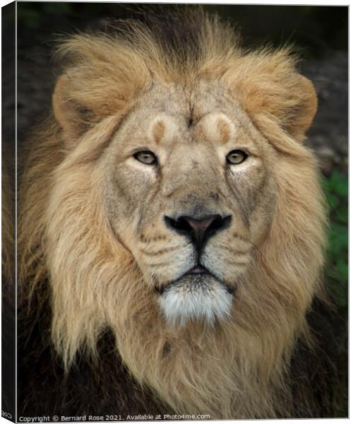 Asiatic Lion Canvas Print by Bernard Rose Photography