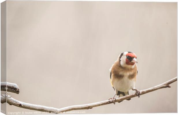 goldfinch Canvas Print by louise wilson
