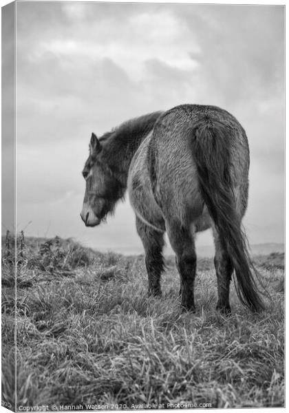 Exmoor Pony 2 Canvas Print by Hannah Watson