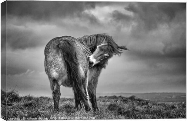 Exmoor Pony 3 Canvas Print by Hannah Watson