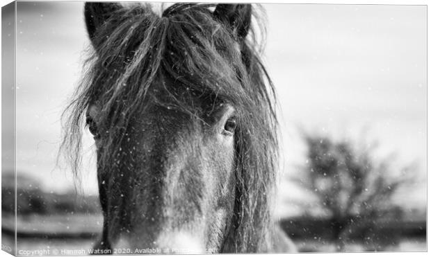 Exmoor Pony 7 Canvas Print by Hannah Watson