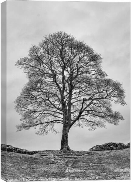 Sycamore Gap Canvas Print by Hannah Watson