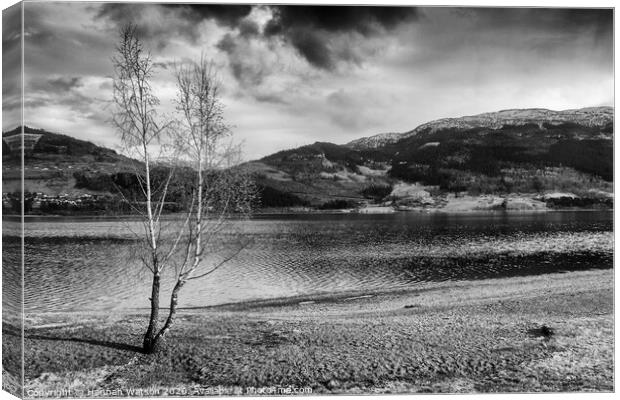 Lone Tree by the Lake Canvas Print by Hannah Watson