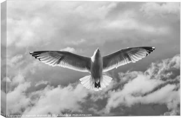 Seagull 3 Canvas Print by Hannah Watson
