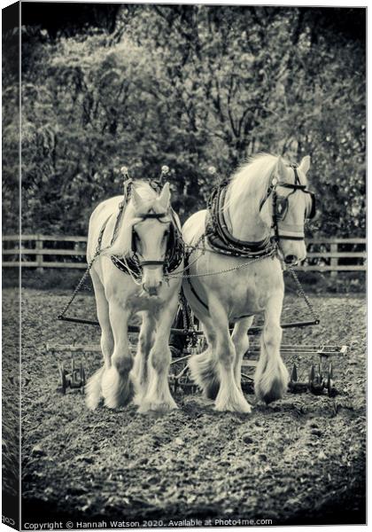 Plough Horses 1 Canvas Print by Hannah Watson