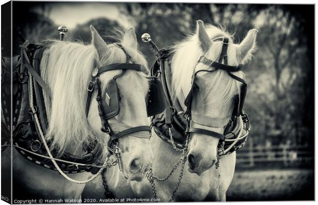 Plough Horses 3 Canvas Print by Hannah Watson