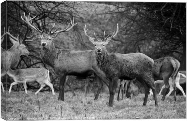Stags Canvas Print by Hannah Watson