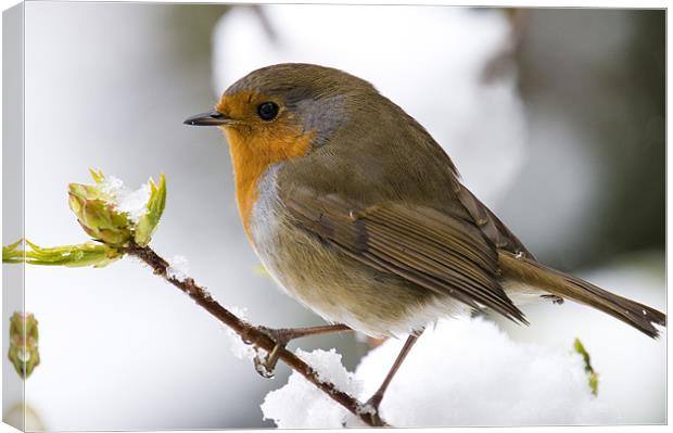 Robin 0431 Canvas Print by Eddie Howland