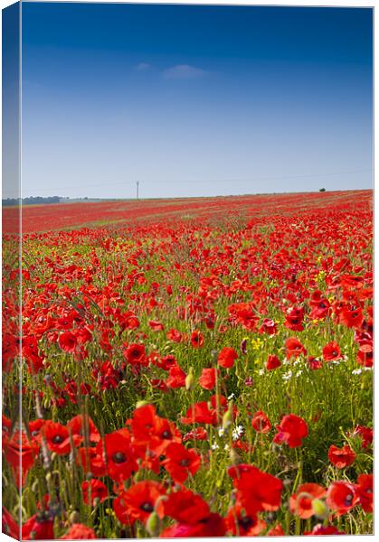 Poppies in Sussex Canvas Print by Eddie Howland