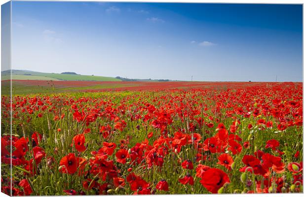 Poppies in Sussex Canvas Print by Eddie Howland