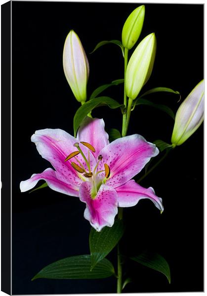 lilly Canvas Print by Eddie Howland