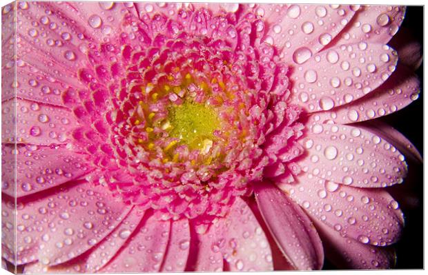 petals and drops Canvas Print by Eddie Howland