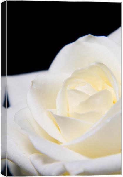Soft white rose Canvas Print by Eddie Howland