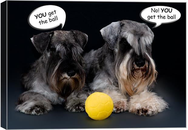 Arguing Dogs Canvas Print by Eddie Howland