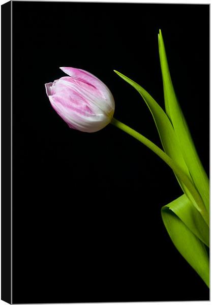 Tulip Canvas Print by Eddie Howland