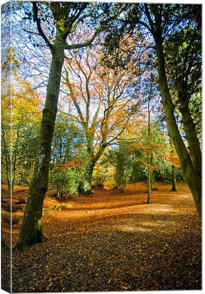 Autumn Canvas Print by Eddie Howland