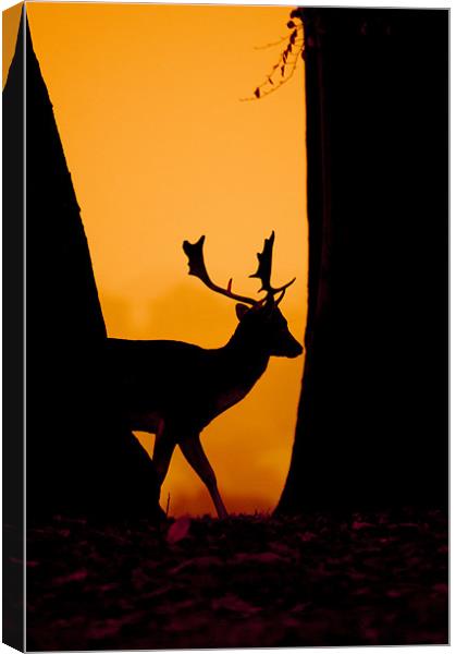 Deer Silouette Canvas Print by Eddie Howland
