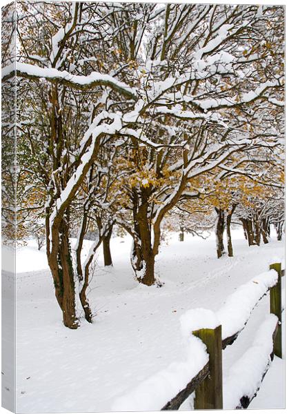 Snowey Branches Canvas Print by Eddie Howland