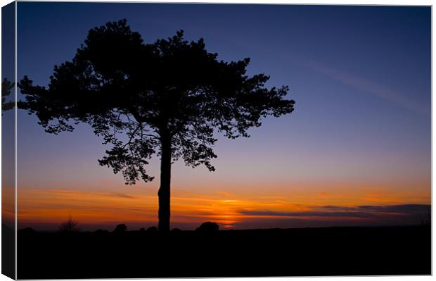 Sunsets over Ashdown Forrest, Sussex Canvas Print by Eddie Howland