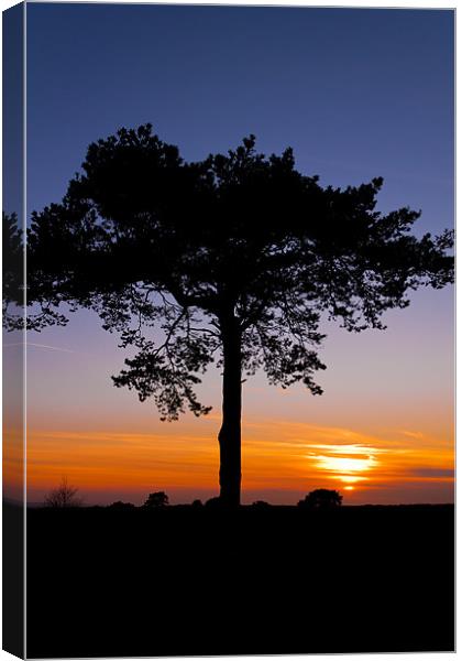 Sunsets over Ashdown Forrest, Sussex Canvas Print by Eddie Howland