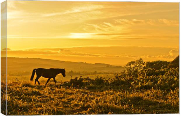 Wild Pony at Sunset Canvas Print by Eddie Howland