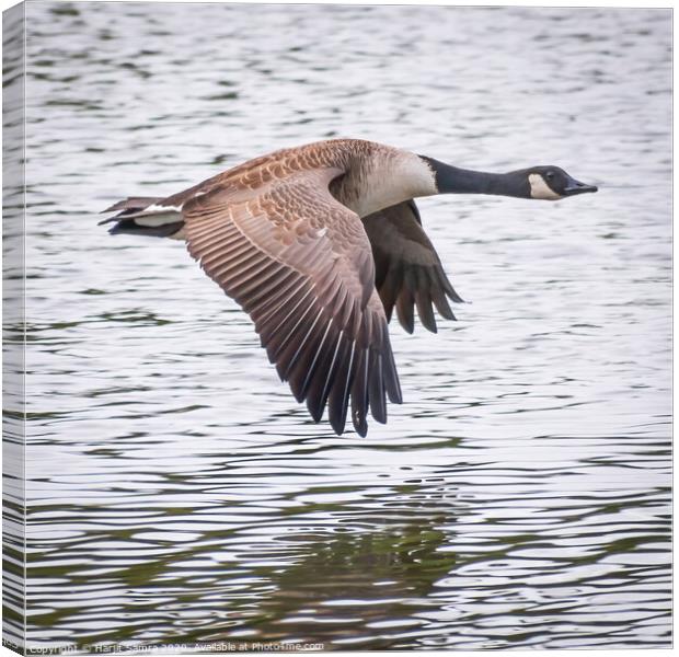 Flying Canvas Print by Harjit Samra