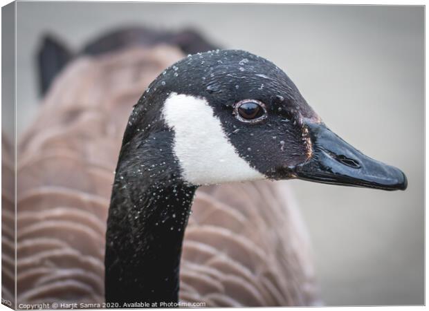 Canadian Goose Canvas Print by Harjit Samra