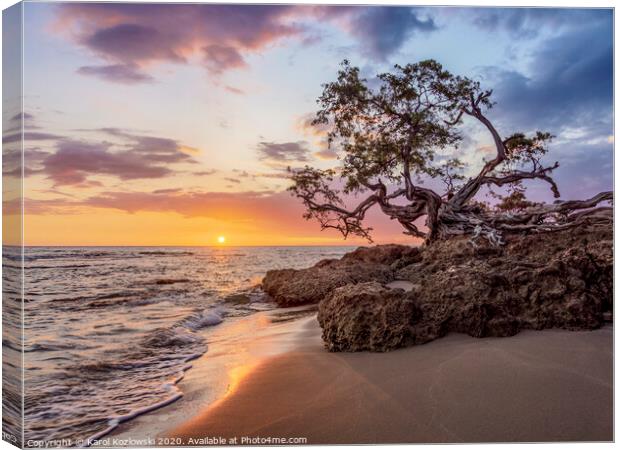 Lone Tree at sunset, Treasure Beach, Jamaica Canvas Print by Karol Kozlowski