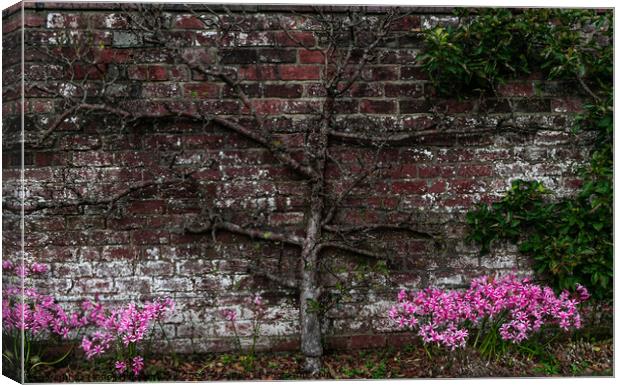 A bare tree up against a nice brick wall, with lovely pink flowers  Canvas Print by Manoli Haralambakis