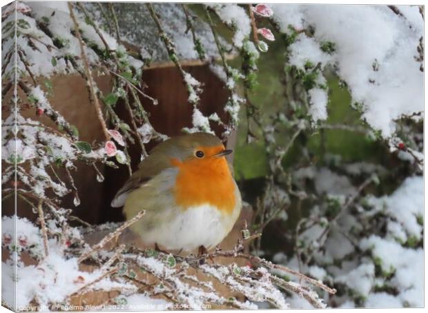 Wintry robin Canvas Print by Thelma Blewitt