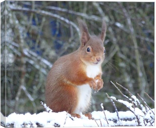 Red Squirrel in Winter Canvas Print by Thelma Blewitt