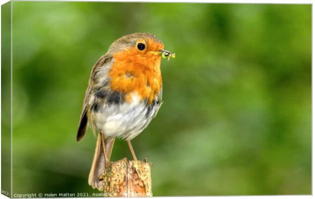 Robin with a caterpillar Canvas Print by Helkoryo Photography