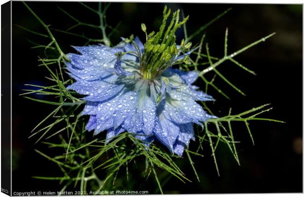 Love in a Mist in Blue on a Black background Canvas Print by Helkoryo Photography